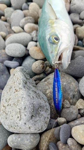 ワカシの釣果