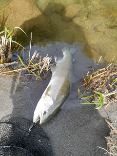 ニジマスの釣果