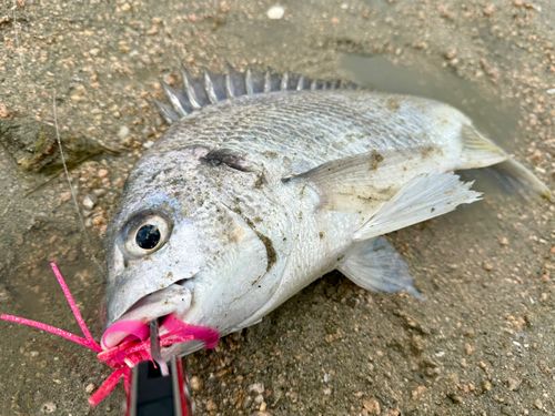 チヌの釣果