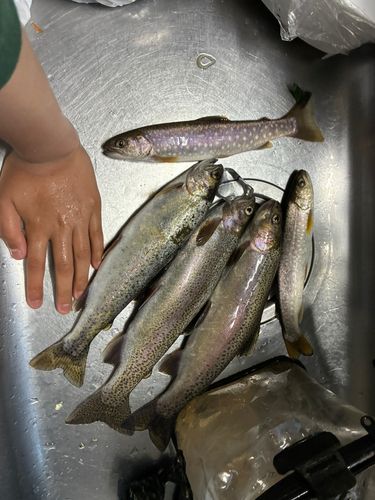 ニジマスの釣果