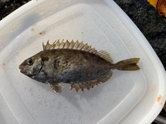 アイゴの釣果