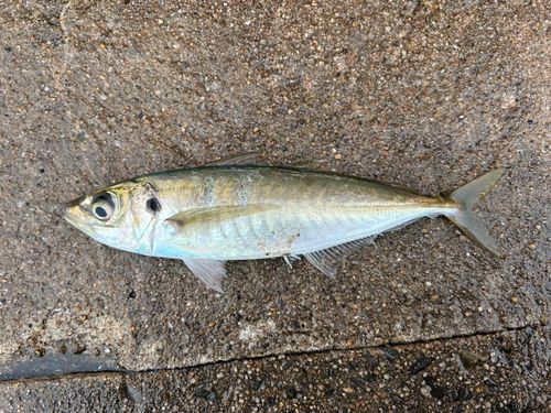 マルアジの釣果