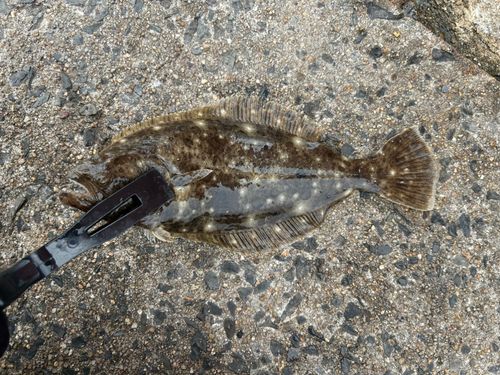 ヒラメの釣果