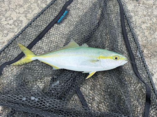 フクラギの釣果