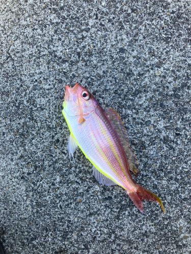 ソコイトヨリの釣果