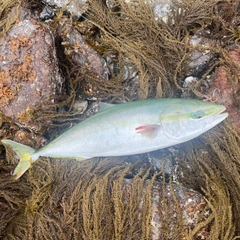 ハマチの釣果
