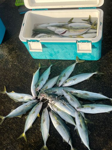 フクラギの釣果