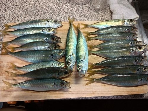 アジの釣果