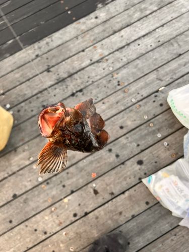 カサゴの釣果