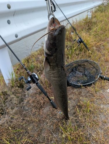 ナマズの釣果