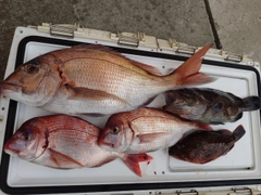 マダイの釣果