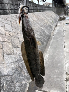 ライギョの釣果