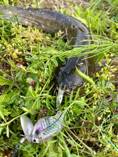 マナマズの釣果