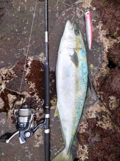 ヒラマサの釣果