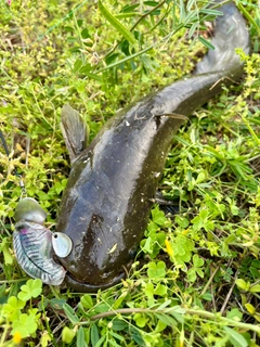 マナマズの釣果