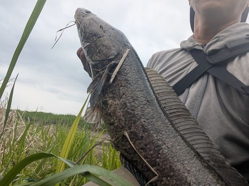 ライギョの釣果