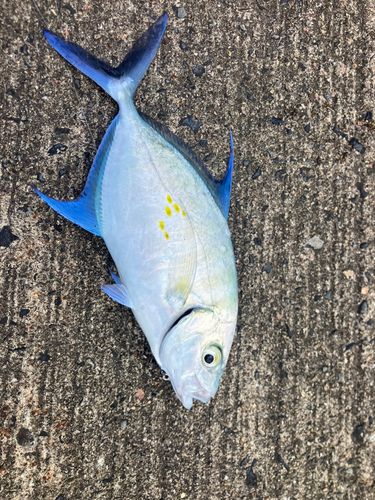 カスミアジの釣果