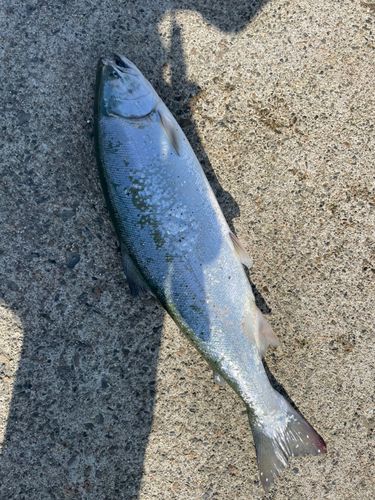 サクラマスの釣果