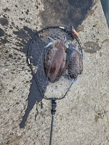 モンゴウイカの釣果
