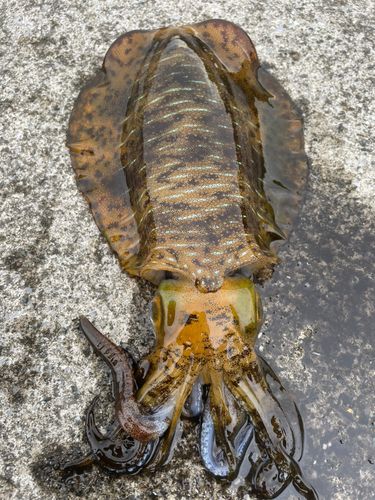 アオリイカの釣果