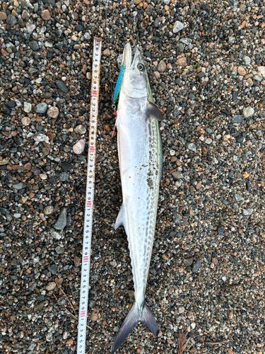 サゴシの釣果