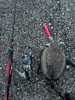 コウイカの釣果