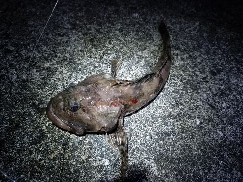 ギスカジカの釣果