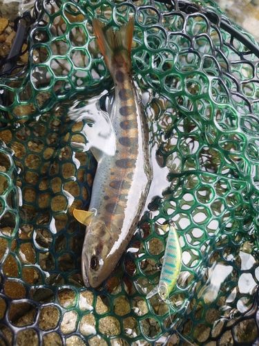 アマゴの釣果