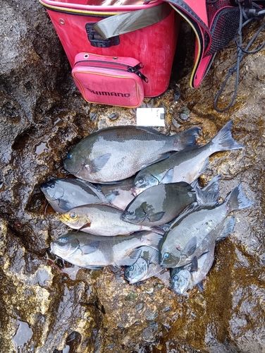 メジナの釣果