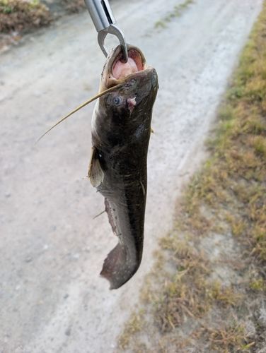 ナマズの釣果