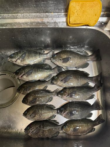グレの釣果