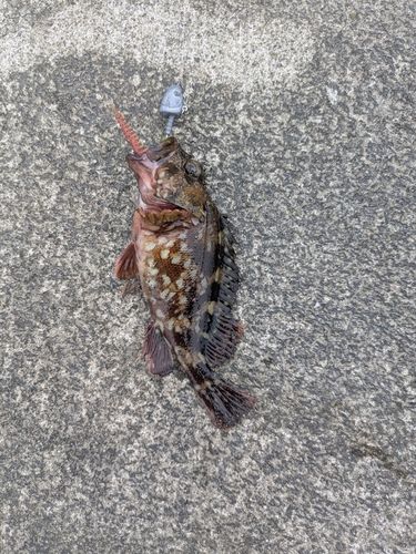 カサゴの釣果
