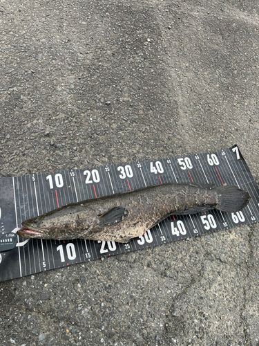 ライギョの釣果