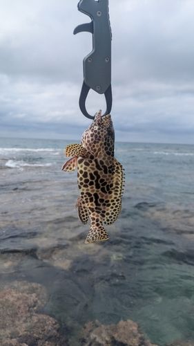 イシミーバイの釣果