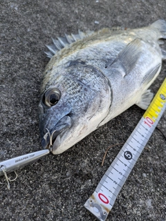 ミナミクロダイの釣果