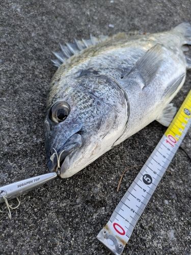 ミナミクロダイの釣果