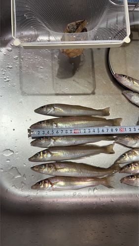 キスの釣果