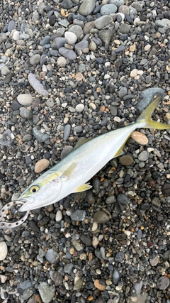 コゾクラの釣果