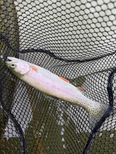 レインボートラウトの釣果