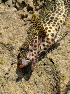 イシミーバイの釣果