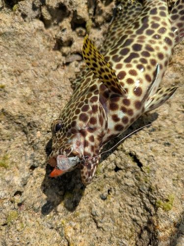 イシミーバイの釣果