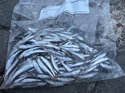 チアユの釣果