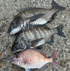 チヌの釣果
