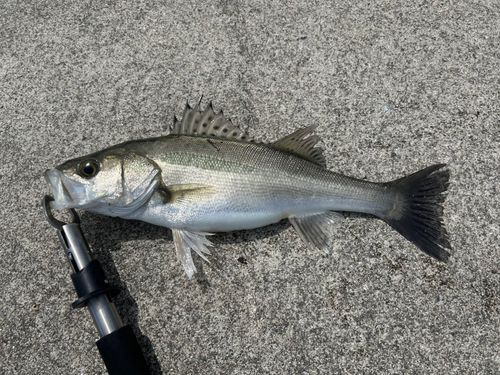 セイゴ（マルスズキ）の釣果