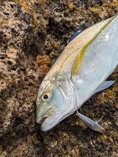 カスミアジの釣果