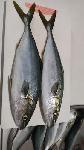 フクラギの釣果