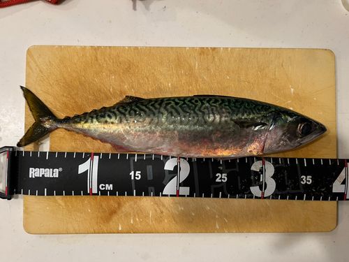 サバの釣果