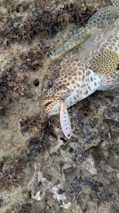 イシミーバイの釣果