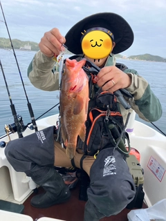 キジハタの釣果