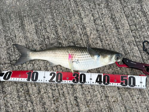 ボラの釣果
